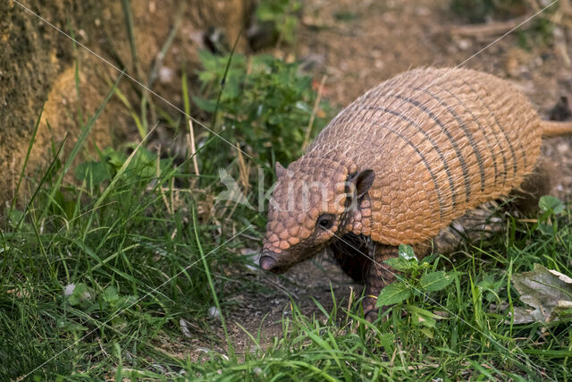 six-banded armadillo (Euphractus sexcinctus)