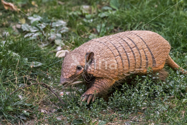 six-banded armadillo (Euphractus sexcinctus)