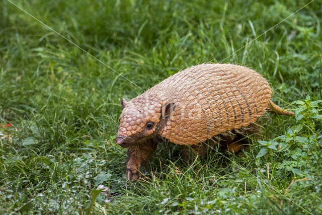 six-banded armadillo (Euphractus sexcinctus)