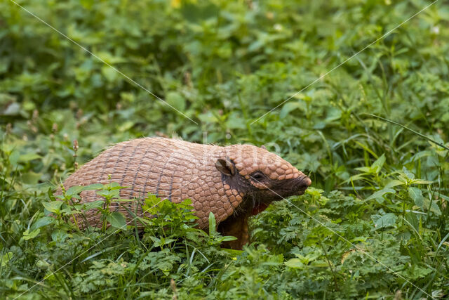 Zesbandgordeldier (Euphractus sexcinctus)