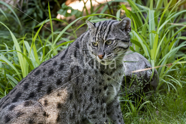 Fishing cat (Prionailurus viverrinus)