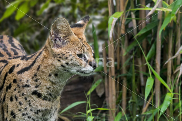 Serval kat (Leptailurus serval)