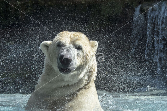 Polar bear (Ursus maritimus)