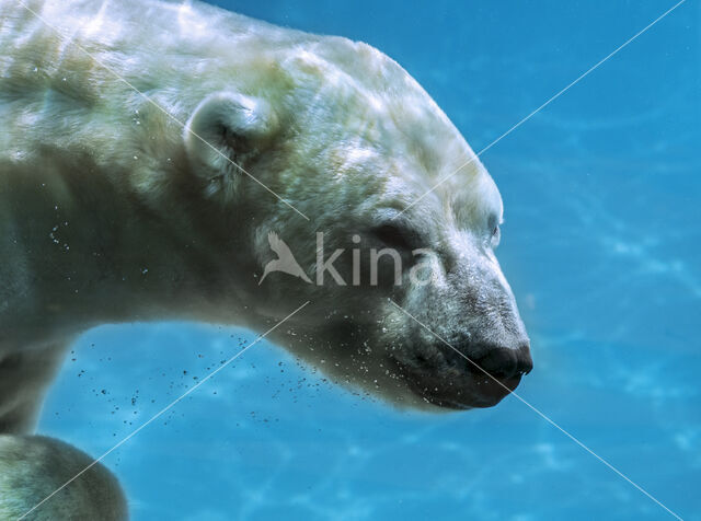 Polar bear (Ursus maritimus)