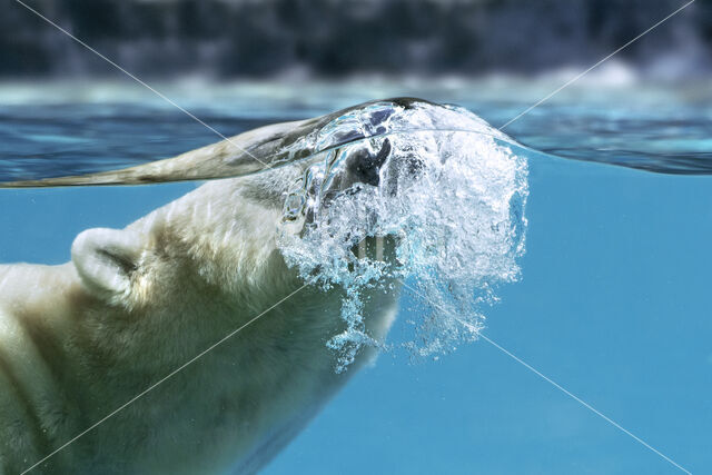 Polar bear (Ursus maritimus)