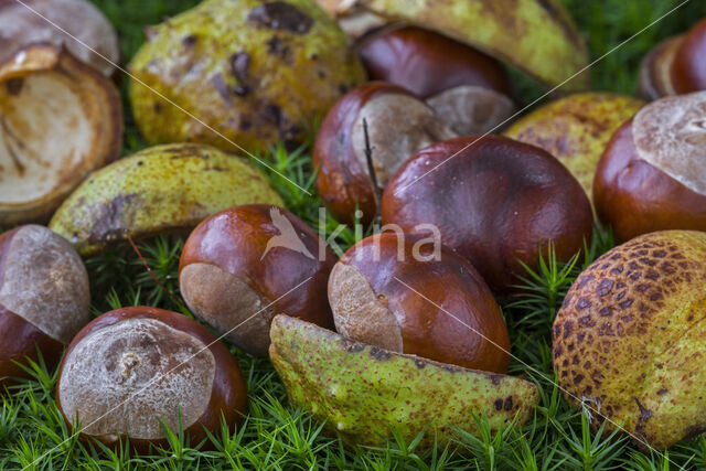 Paardenkastanje (Aesculus hippocastanum)