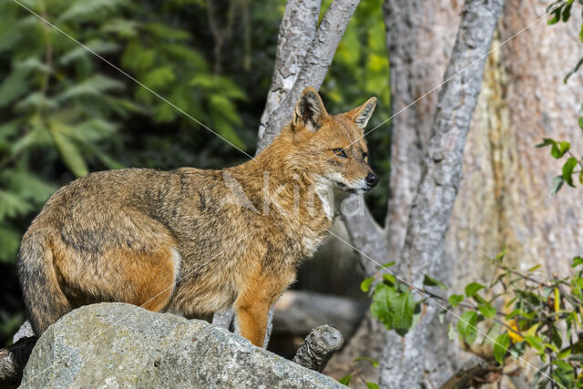 golden jackal (Canis aureus)