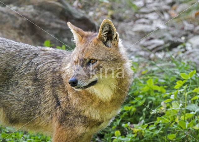 golden jackal (Canis aureus)