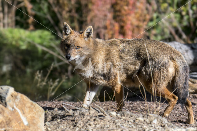 golden jackal (Canis aureus)