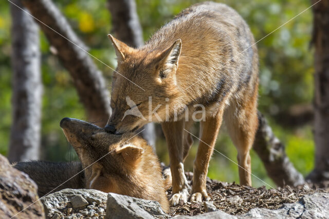 golden jackal (Canis aureus)