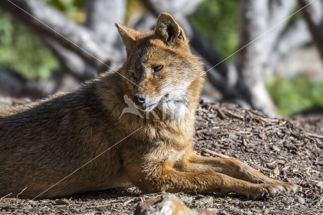 golden jackal (Canis aureus)