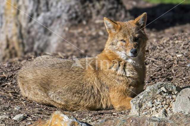 golden jackal (Canis aureus)