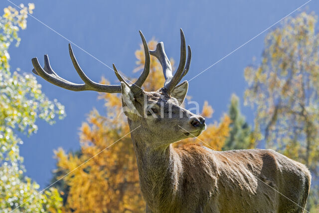 Red Deer (Cervus elaphus)