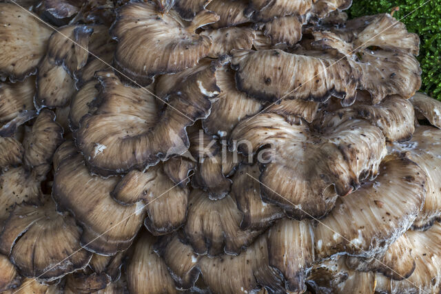 Hen of the woods (Grifola frondosa)