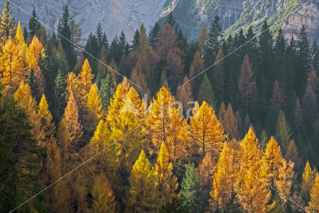 European Larch (Larix decidua)