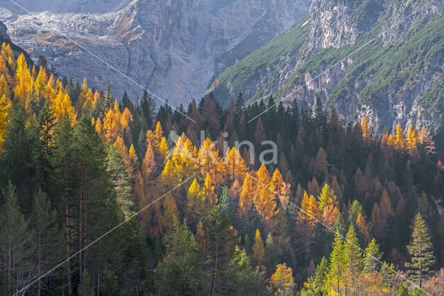 Europese lork (Larix decidua)