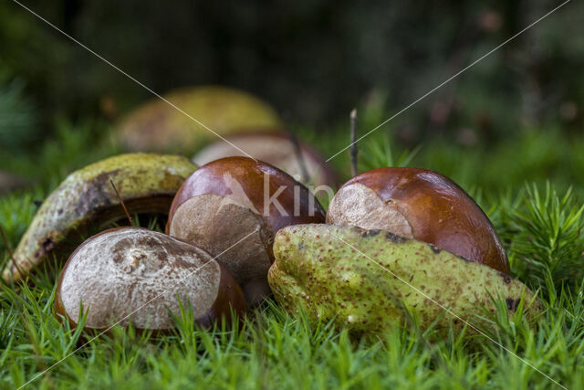 Paardenkastanje (Aesculus hippocastanum)