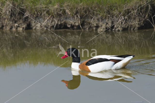 Shelduck (Tadorna tadorna)