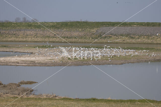 Sandwich Tern (Sterna sandvicencis)