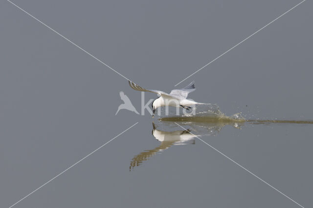 Sandwich Tern (Sterna sandvicencis)