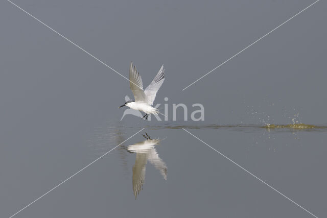 Sandwich Tern (Sterna sandvicencis)