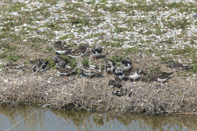 Ruddy Turnstone (Arenaria interpres)