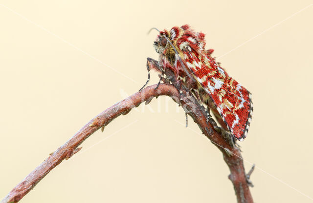 Beautiful Yellow Underwing (Anarta myrtilli)