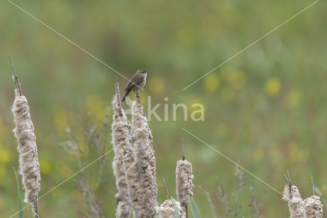 Sedge Warbler (Acrocephalus schoenobaenus)