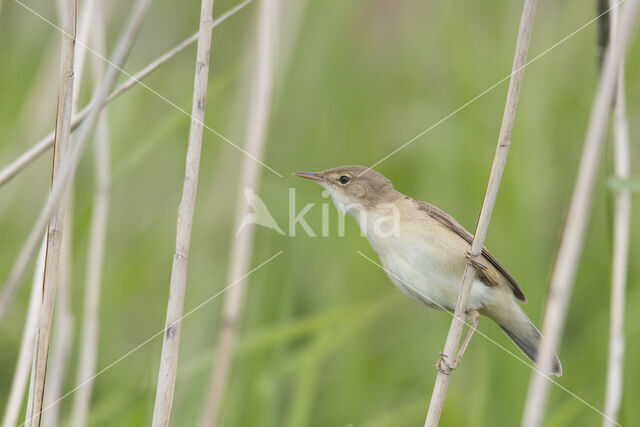 Eurasian Reed-Warbler (Acrocephalus scirpaceus)