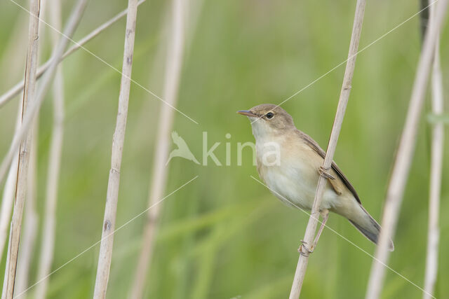 Eurasian Reed-Warbler (Acrocephalus scirpaceus)