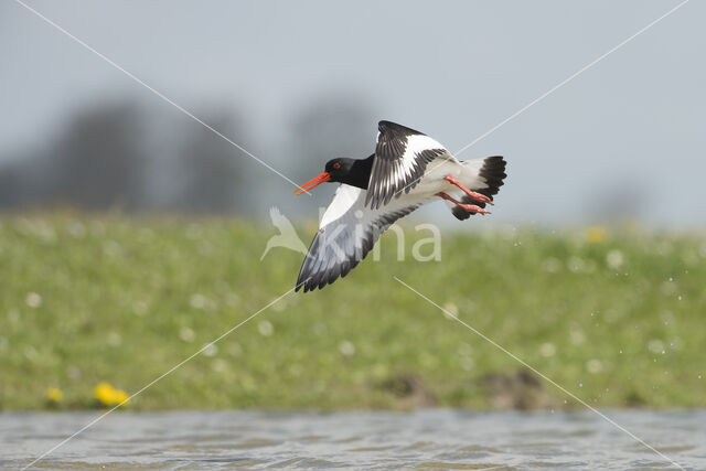 Scholekster (Haematopus ostralegus)