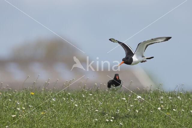 Oystercatcher (Haematopus ostralegus)