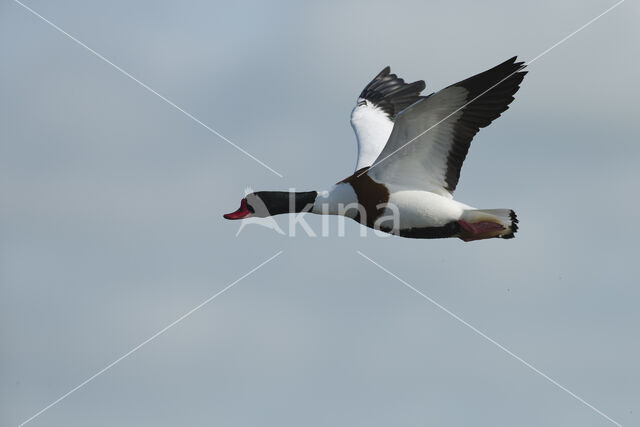 Shelduck (Tadorna tadorna)