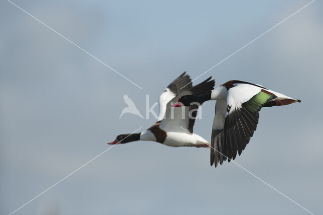 Shelduck (Tadorna tadorna)