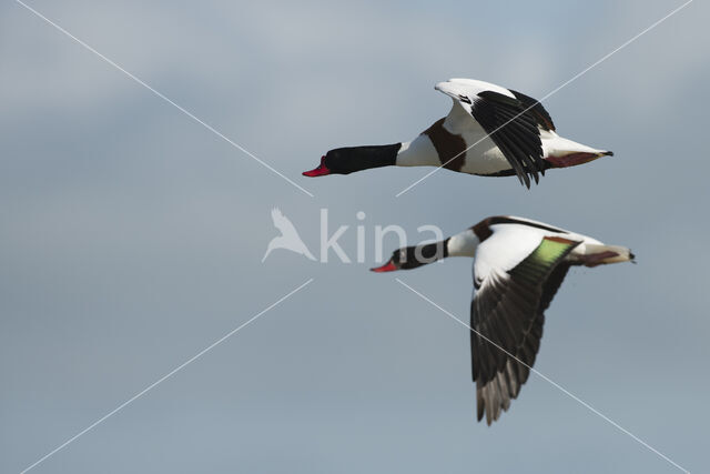 Shelduck (Tadorna tadorna)