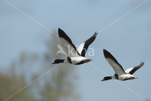 Shelduck (Tadorna tadorna)