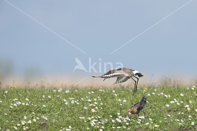 Grutto (Limosa limosa)