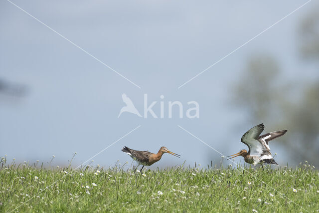 Grutto (Limosa limosa)