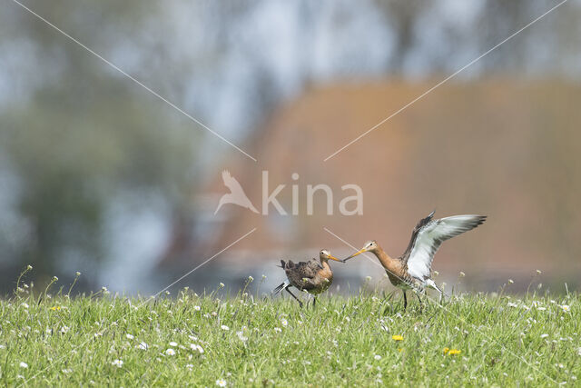 Black-tailed Godwit (Limosa limosa)