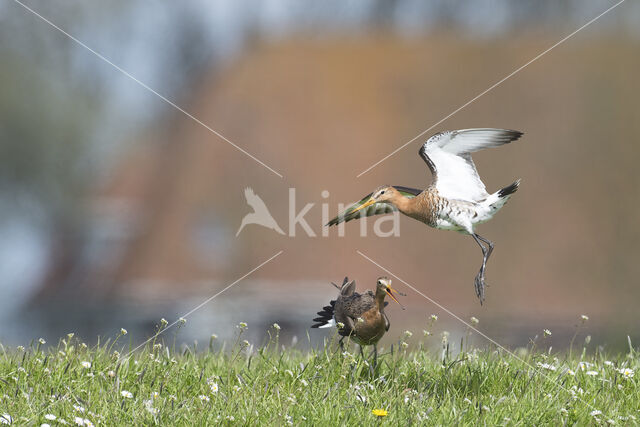 Grutto (Limosa limosa)