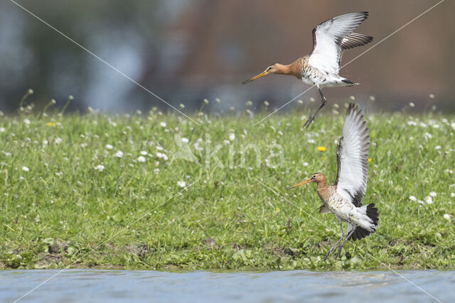 Grutto (Limosa limosa)