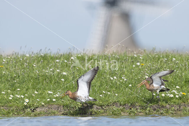 Grutto (Limosa limosa)