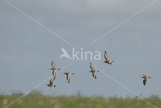 Grutto (Limosa limosa)