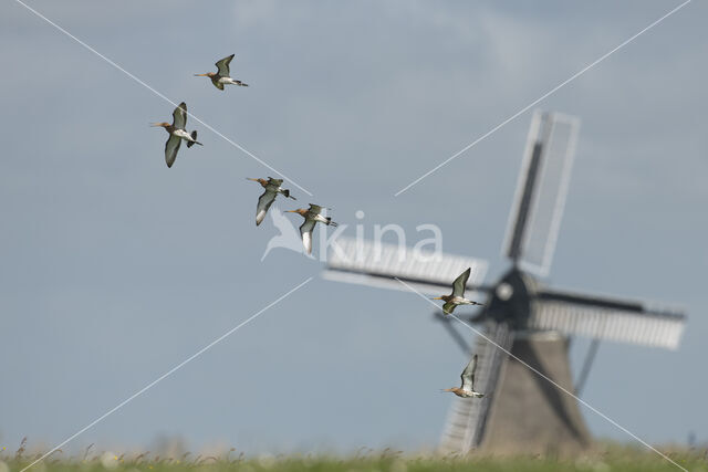 Grutto (Limosa limosa)