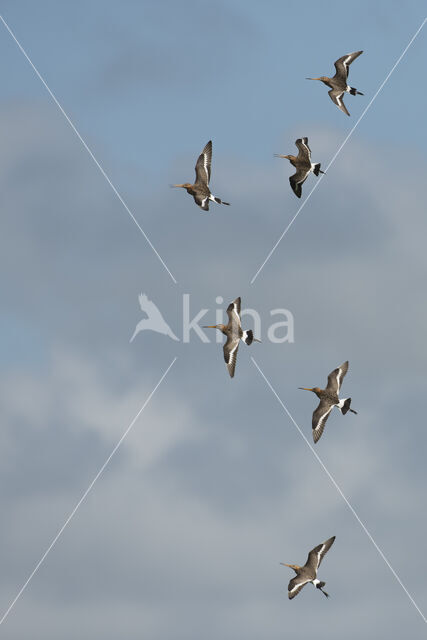 Grutto (Limosa limosa)