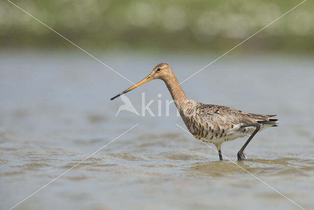 Grutto (Limosa limosa)