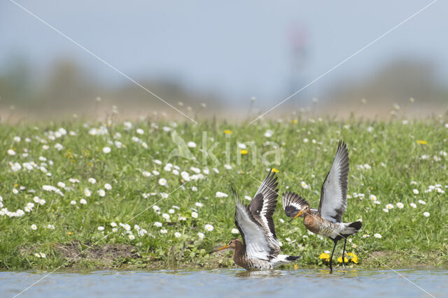 Black-tailed Godwit (Limosa limosa)