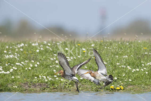 Black-tailed Godwit (Limosa limosa)