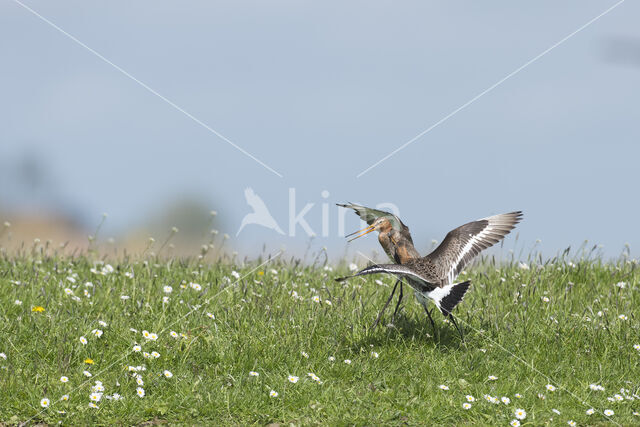 Black-tailed Godwit (Limosa limosa)