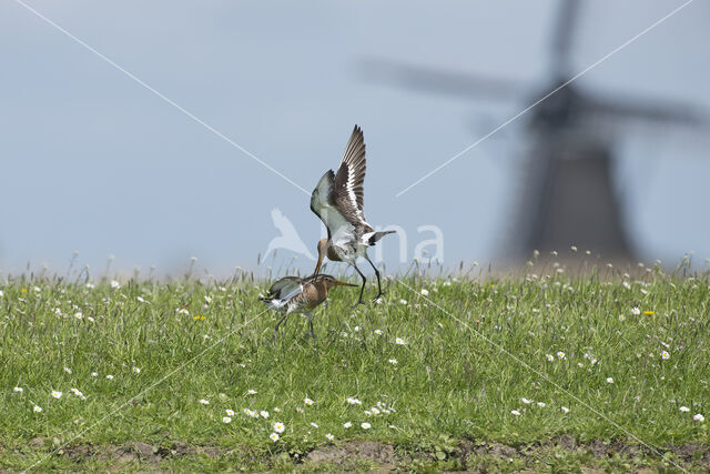 Black-tailed Godwit (Limosa limosa)